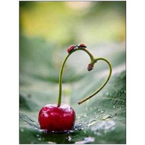 68639_317171485049259_143816799_n