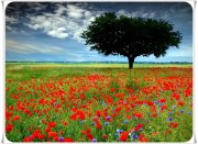 906157_356271097816082_555726940_o