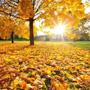 10563257-sonnige-herbst-laub