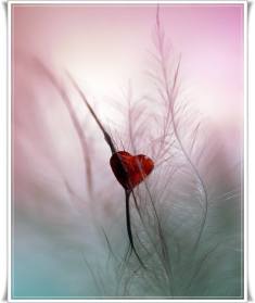 1002270_392384357538089_1568034393_n