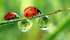 3.1.0_Nuetzlinge_im_Garten