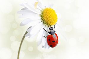 ladybug-on-daisy-flower-pics-for-merch